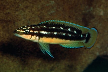 Julidochromis sp. 'ornatus kapampa' Kapampa